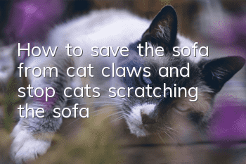 How to save the sofa from cat claws and stop cats scratching the sofa!