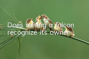 Does raising a falcon recognize its owner?