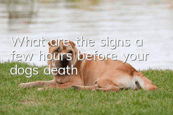 What are the signs a few hours before your dog’s death?