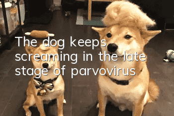 The dog keeps screaming in the late stage of parvovirus