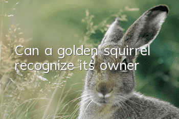 Can a golden squirrel recognize its owner?