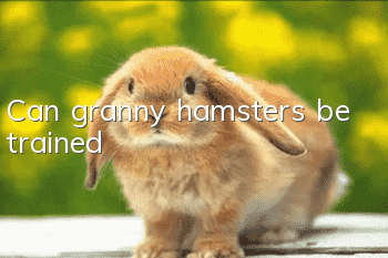 Can granny hamsters be trained?