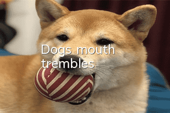 Dog's mouth trembles