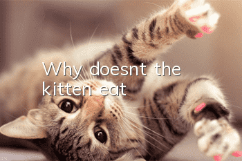 Why doesn't the kitten eat?