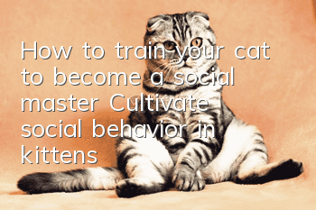 How to train your cat to become a social master? Cultivate social behavior in kittens!