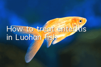 How to treat enteritis in Luohan fish