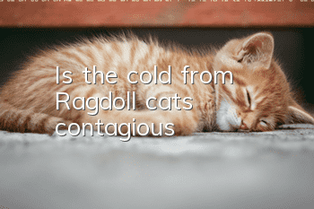 Is the cold from Ragdoll cats contagious?