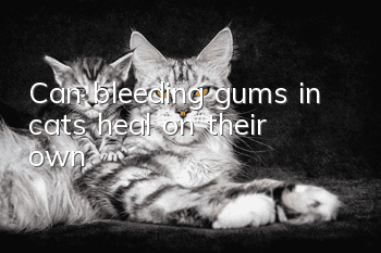 Can bleeding gums in cats heal on their own?