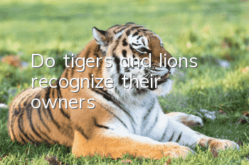 Do tigers and lions recognize their owners?