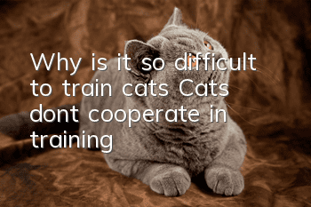 Why is it so difficult to train cats? Cats don’t cooperate in training!