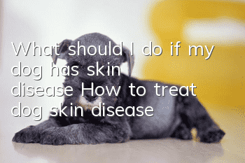 What should I do if my dog ​​has skin disease? How to treat dog skin disease!