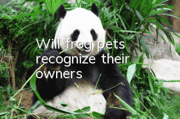 Will frog pets recognize their owners?