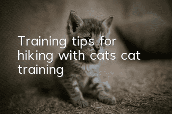 Training tips for hiking with cats, cat training!