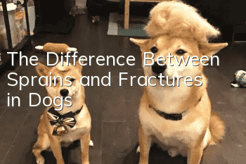 The Difference Between Sprains and Fractures in Dogs