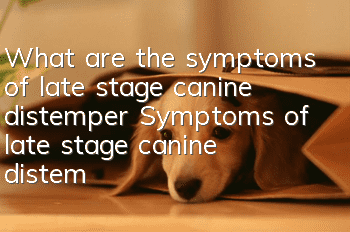 What are the symptoms of late stage canine distemper? Symptoms of late stage canine distemper!