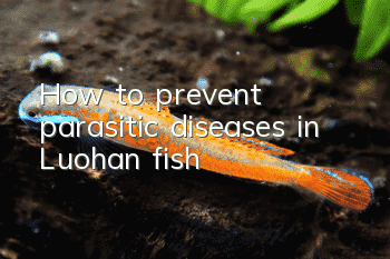 How to prevent parasitic diseases in Luohan fish