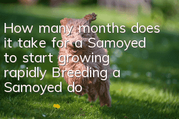 How many months does it take for a Samoyed to start growing rapidly? Breeding a Samoyed dog!