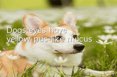 Dog's eyes have yellow pus-like mucus