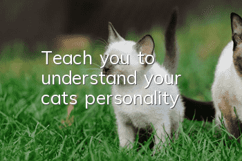 Teach you to understand your cat’s personality