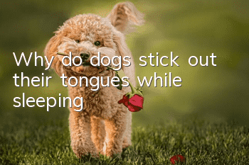 Why do dogs stick out their tongues while sleeping?