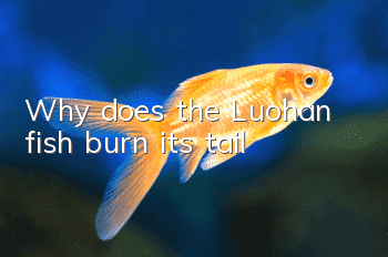 Why does the Luohan fish burn its tail?