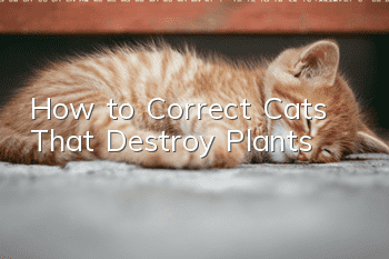 How to Correct Cats That Destroy Plants