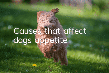 Causes that affect dogs’ appetite