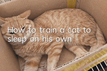 How to train a cat to sleep on his own