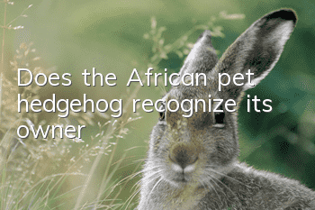 Does the African pet hedgehog recognize its owner?