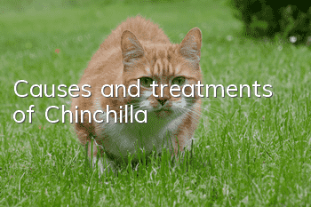 Causes and treatments of Chinchilla