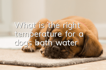 What is the right temperature for a dog’s bath water?