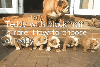 Teddy with black hair is rare. How to choose a Teddy?