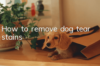 How to remove dog tear stains