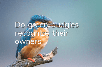 Do green budgies recognize their owners?