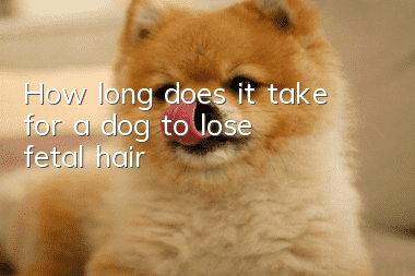 How long does it take for a dog to lose fetal hair?