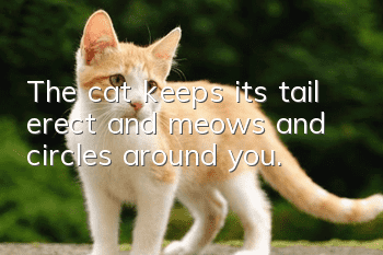 The cat keeps its tail erect and meows and circles around you.