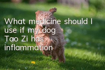 What medicine should I use if my dog ​​Tao Zi has inflammation?