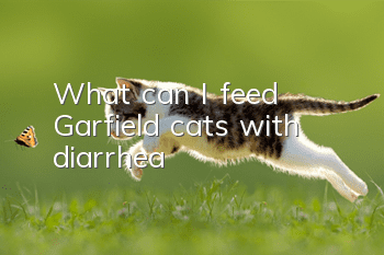 What can I feed Garfield cats with diarrhea?