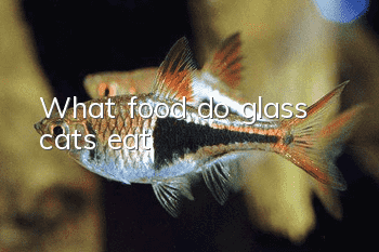 What food do glass cats eat?