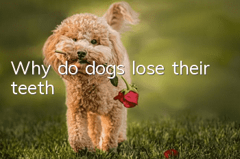 Why do dogs lose their teeth?