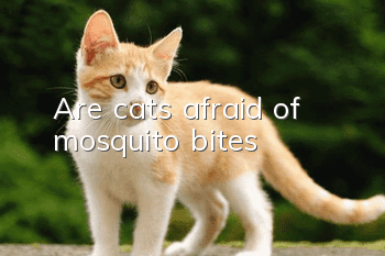 Are cats afraid of mosquito bites?