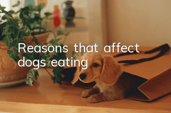 Reasons that affect dogs’ eating