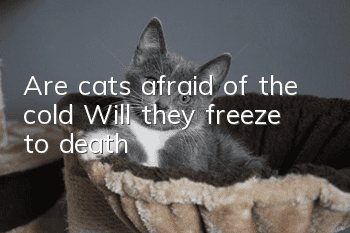 Are cats afraid of the cold? Will they freeze to death?