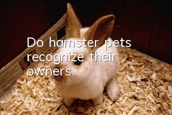 Do hamster pets recognize their owners?