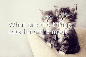 What are the things cats hate the most?