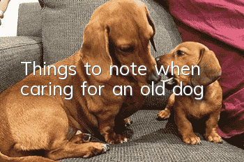 Things to note when caring for an old dog