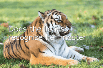 Does the lioness recognize her master?