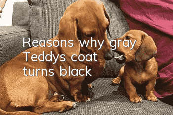 Reasons why gray Teddy's coat turns black