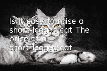 Is it easy to raise a short-legged cat? The price of a short-legged cat!