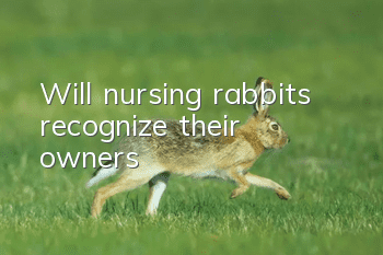 Will nursing rabbits recognize their owners?